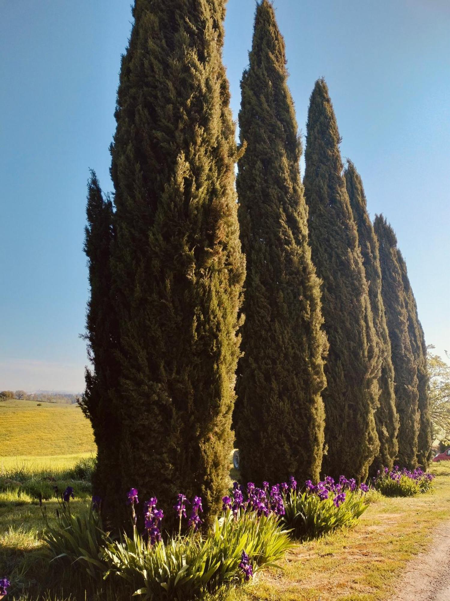 Villa Podere Cartaio Bio Estate Pool AirC San Rocco a Pilli Exterior foto